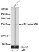 Anti-Phospho-IRE1alpha-S724 antibody produced in rabbit