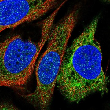 Anti-PTGIS antibody produced in rabbit Prestige Antibodies&#174; Powered by Atlas Antibodies, affinity isolated antibody