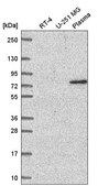 Anti-WDR26 antibody produced in rabbit Prestige Antibodies® Powered by Atlas Antibodies, affinity isolated antibody