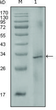 Monoclonal Anti-F8 antibody produced in mouse clone 5E9B2, ascites fluid