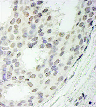 Rabbit anti-PPP1CA Antibody, Affinity Purified Powered by Bethyl Laboratories, Inc.