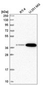 Anti-SPPL2B antibody produced in rabbit Prestige Antibodies® Powered by Atlas Antibodies, affinity isolated antibody