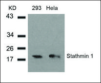Anti-STMN1 (Ab-38) antibody produced in rabbit affinity isolated antibody