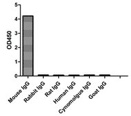 Goat Anti-Mouse IgG2b(Fcγ) HRP Alpaca Heavy chain only Antibody recombinant Alpaca(VHH) Nano antibody