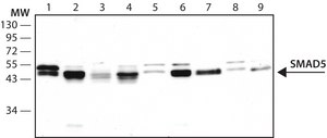 Anti-SMAD5 antibody produced in rabbit ~1.0 mg/mL, affinity isolated antibody
