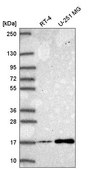 Anti-NEK6 antibody produced in rabbit Prestige Antibodies® Powered by Atlas Antibodies, affinity isolated antibody