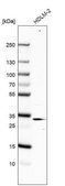 Anti-RACK1 antibody produced in rabbit affinity isolated antibody, buffered aqueous glycerol solution