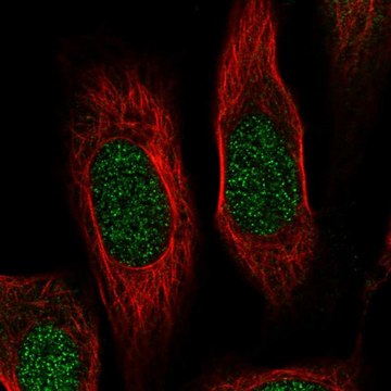 Anti-RPS19 antibody produced in rabbit Prestige Antibodies&#174; Powered by Atlas Antibodies, affinity isolated antibody