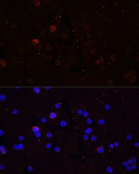 Anti-CD86 antibody produced in rabbit