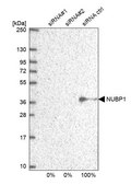 Anti-NUBP1 antibody produced in rabbit Prestige Antibodies® Powered by Atlas Antibodies, affinity isolated antibody, buffered aqueous glycerol solution
