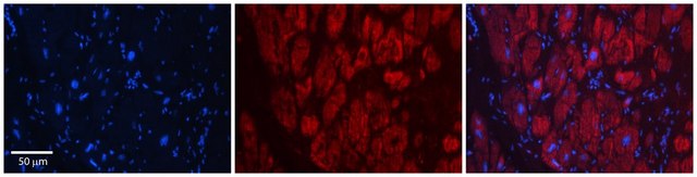 Anti-SIX1 affinity isolated antibody