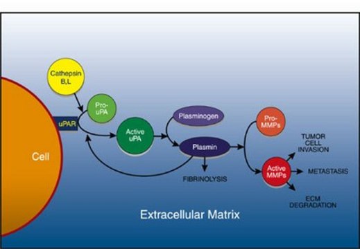 uPA Activity Assay Kit The uPA Activity Assay Kit provides a quick, efficient &amp; sensitive system for evaluation of uPA activity &amp; for screening of uPA inhibitors.