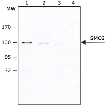 抗-SMC6 兔抗 IgG fraction of antiserum, buffered aqueous solution