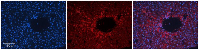 Anti-CDC42 antibody produced in rabbit affinity isolated antibody