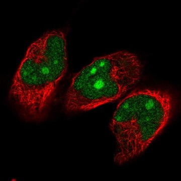 Anti-NVL antibody produced in rabbit Prestige Antibodies&#174; Powered by Atlas Antibodies, affinity isolated antibody