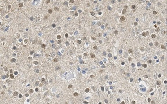 Anti-Pin1 Antibody, clone 5B4.1 clone 5B4.1, from mouse