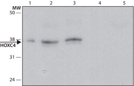 Anti-HOXC4 (C-terminal) antibody produced in rabbit ~1.0 mg/mL, affinity isolated antibody, buffered aqueous solution