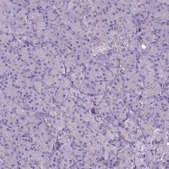 Anti-CD84 antibody produced in rabbit Prestige Antibodies® Powered by Atlas Antibodies, affinity isolated antibody, buffered aqueous glycerol solution