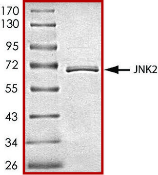 JNK2, active, GST tagged human PRECISIO&#174; Kinase, recombinant, expressed in baculovirus infected Sf9 cells, &#8805;70% (SDS-PAGE), buffered aqueous glycerol solution