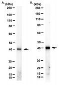 Anti-AIFM2 Antibody, clone 6D8-11