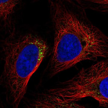 Anti-Nlrp5 Antibody Produced In Rabbit Prestige Antibodies&#174; Powered by Atlas Antibodies, affinity isolated antibody, buffered aqueous glycerol solution