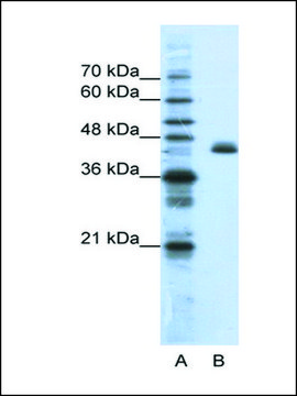 Anti-ZFP36L2 antibody produced in rabbit IgG fraction of antiserum