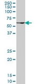 Monoclonal Anti-PAX7, (C-terminal) antibody produced in mouse clone 1E12, purified immunoglobulin, buffered aqueous solution