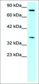 Anti-NPAS1 antibody produced in rabbit affinity isolated antibody