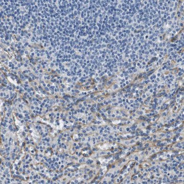 Anti-FCGRT antibody produced in rabbit Prestige Antibodies&#174; Powered by Atlas Antibodies, affinity isolated antibody, buffered aqueous glycerol solution