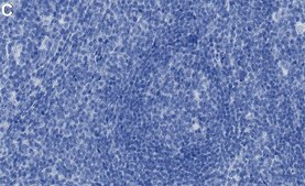 Anti-CD20 Antibody, clone 1E10 ZooMAb® Rabbit Monoclonal recombinant, expressed in HEK 293 cells