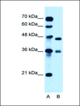 Anti-MPG antibody produced in rabbit affinity isolated antibody