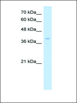 Anti-LSAMP affinity isolated antibody