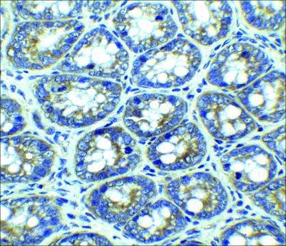 抗-LAMP-1 兔抗 affinity isolated antibody, buffered aqueous solution