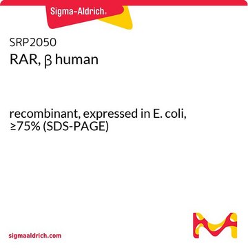 RAR, &#946; human recombinant, expressed in E. coli, &#8805;75% (SDS-PAGE)