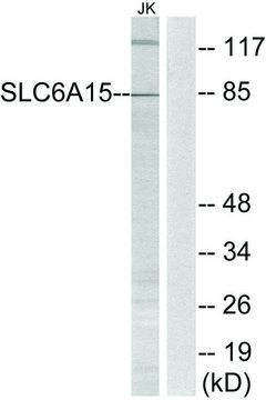 Anti-SLC6A15 antibody produced in rabbit affinity isolated antibody