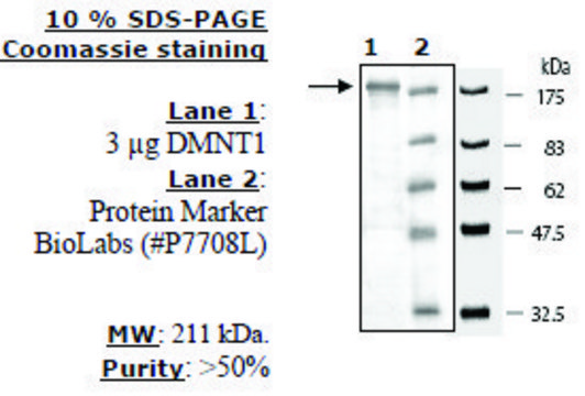 DNMT1 Active human recombinant, expressed in baculovirus infected insect cells, &#8805;50% (SDS-PAGE)