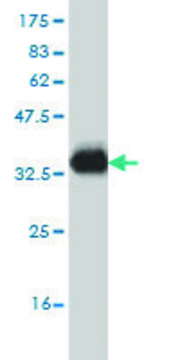 Monoclonal Anti-NPY1R antibody produced in mouse clone 2G2, purified immunoglobulin, buffered aqueous solution