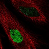 Anti-MAFK antibody produced in rabbit Prestige Antibodies® Powered by Atlas Antibodies, affinity isolated antibody