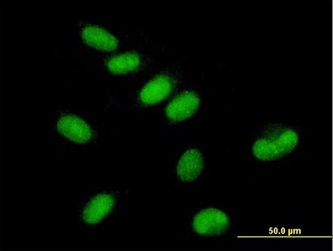 Anti-GTF2E1 antibody produced in mouse purified immunoglobulin, buffered aqueous solution