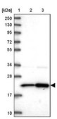 Anti-RPL17 antibody produced in rabbit Prestige Antibodies® Powered by Atlas Antibodies, affinity isolated antibody, buffered aqueous glycerol solution