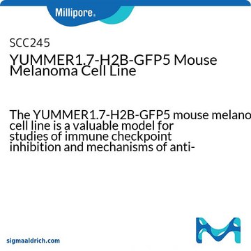 YUMMER1.7-H2B-GFP5 Mouse Melanoma Cell Line The YUMMER1.7-H2B-GFP5 mouse melanoma cell line is a valuable model for studies of immune checkpoint inhibition and mechanisms of anti-tumor responses.