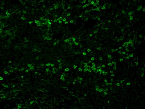 抗 兔 IgG（全分子）–FITC 山羊抗 affinity isolated antibody, buffered aqueous solution