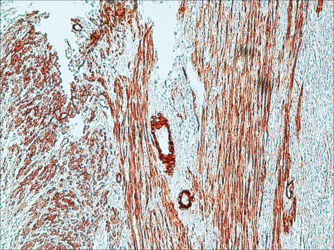 Anti-Mouse IgG (Fab specific)–Peroxidase antibody produced in goat affinity isolated antibody, buffered aqueous solution