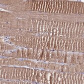 Anti-GPN3 antibody produced in rabbit Prestige Antibodies® Powered by Atlas Antibodies, affinity isolated antibody, buffered aqueous glycerol solution