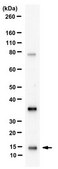 Anti-MUSTN1 from rabbit, purified by affinity chromatography