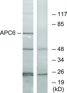 Anti-APC6 antibody produced in rabbit affinity isolated antibody