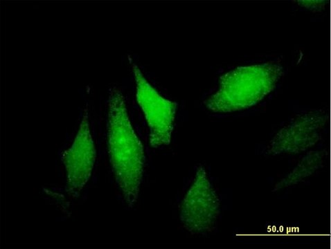 Anti-DNALI1 antibody produced in mouse purified immunoglobulin, buffered aqueous solution