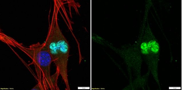 Anti-phospho-Histone H3 (Thr3) Antibody Upstate&#174;, from rabbit