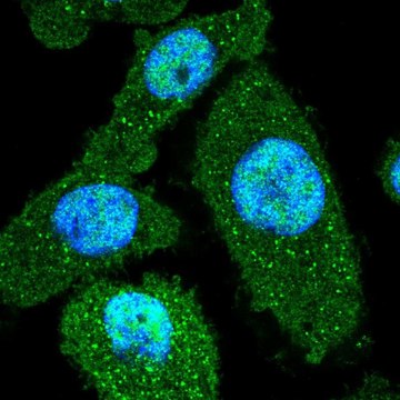 Anti-PEF1 antibody produced in rabbit Prestige Antibodies&#174; Powered by Atlas Antibodies, affinity isolated antibody