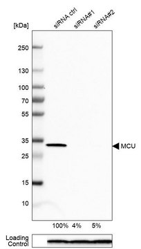 Anti-MCU antibody produced in rabbit Prestige Antibodies&#174; Powered by Atlas Antibodies, affinity isolated antibody, buffered aqueous glycerol solution